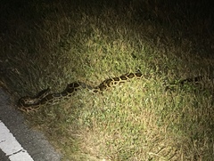 Python bivittatus