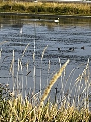 Cygnus columbianus
