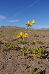 Zephyranthes bagnoldii