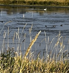 Cygnus columbianus