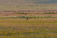 Daptrius megalopterus