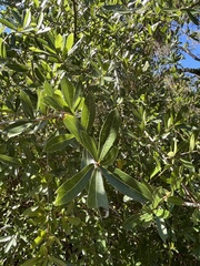 Quercus hemisphaerica