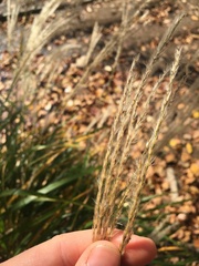 Miscanthus sinensis