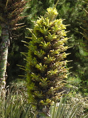 Puya chilensis