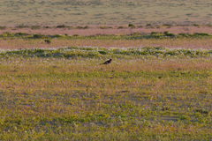 Daptrius megalopterus