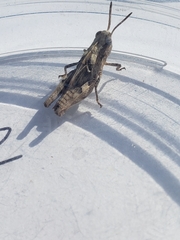 Encoptolophus costalis