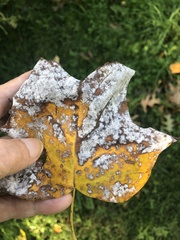 Erysiphe liriodendri