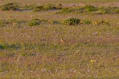 Oreopholus ruficollis