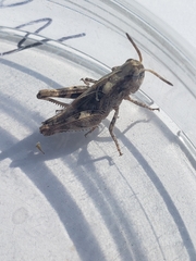 Encoptolophus costalis