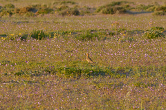 Oreopholus ruficollis