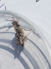 Encoptolophus costalis