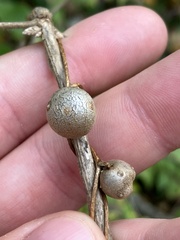Dioscorea polystachya