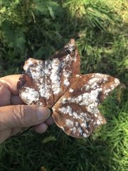 Erysiphe liriodendri