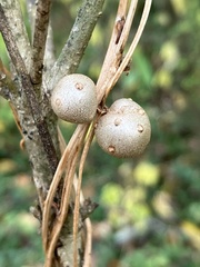 Dioscorea polystachya
