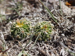 Echinofossulocactus