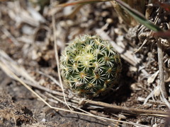 Coryphantha erecta