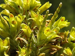 Puya chilensis