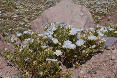 Nolana baccata