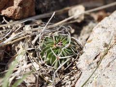 Echinofossulocactus