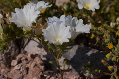 Nolana baccata