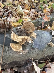 Trametes cubensis