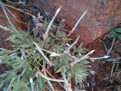 Aloe verecunda