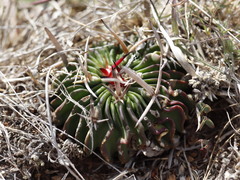Echinofossulocactus