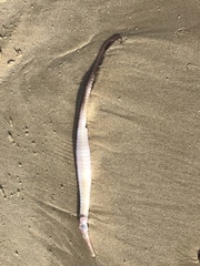 Syngnathoidei