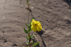 Oenothera coquimbensis