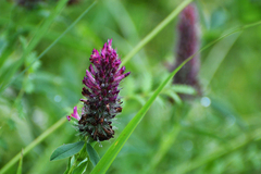 Trifolium rubens
