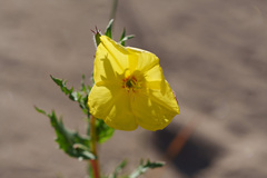 Oenothera coquimbensis