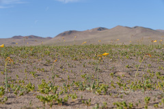 Zephyranthes bagnoldii