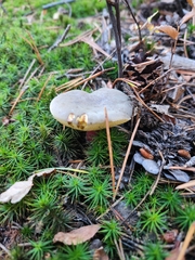 Xerocomellus mendocinensis