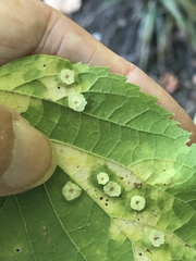 Pachypsylla celtidisasterisca