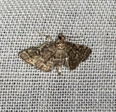 Anageshna primordialis