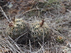 Coryphantha radians