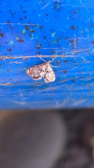 Petrophila fulicalis