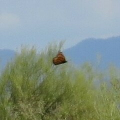 Danaus