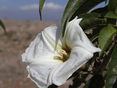 Ipomoea murucoides
