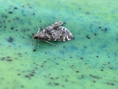 Petrophila fulicalis