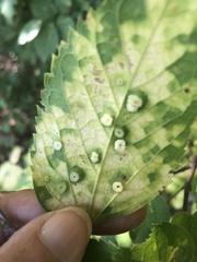 Pachypsylla celtidisasterisca