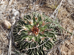 Echinofossulocactus