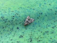 Petrophila fulicalis