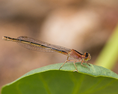 Ischnura fluviatilis