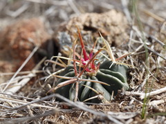 Ferocactus macrodiscus septentrionalis