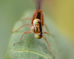 Ischnura fluviatilis
