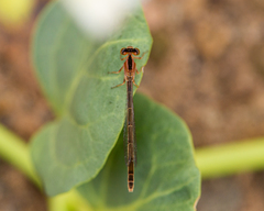 Ischnura fluviatilis
