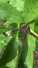 Magnoliales