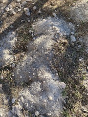 Thomomys sheldoni
