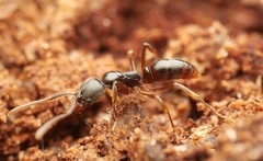 Brachyponera chinensis